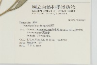 泥胡菜藏品圖，第2張