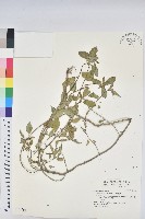 白苞猩猩草藏品圖，第1張