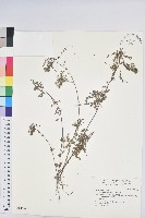 擬葉下珠、細葉油柑藏品圖，第1張