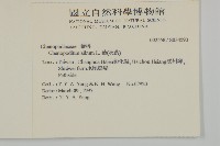 藜、灰藜藏品圖，第2張