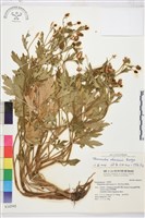 茴茴蒜藏品圖，第1張