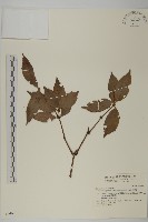 草珊瑚、紅果金粟蘭藏品圖，第1張