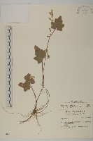 中原氏鬼督郵藏品圖，第1張