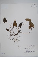 登錄號:S034608藏品圖，第1張