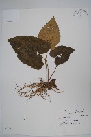 登錄號:S034622藏品圖，第1張