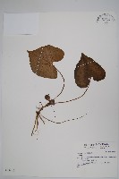 登錄號:S034625藏品圖，第1張