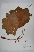 八角蓮藏品圖，第1張