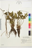 五葉黃連藏品圖，第1張