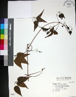 麥氏鐵線蓮藏品圖，第1張