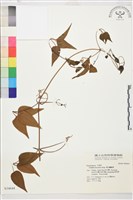 麥氏鐵線蓮藏品圖，第2張