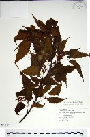 尖葉槭藏品圖，第1張