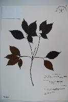 高山莢迷藏品圖，第1張