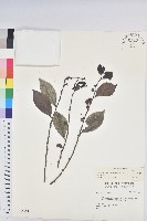 細葉饅頭果藏品圖，第1張