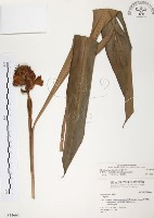 普萊氏月桃、短穗山姜藏品圖，第1張