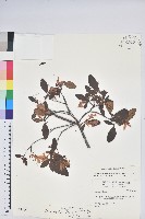 南澳杜鵑藏品圖，第1張