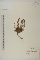 高山艾藏品圖，第1張