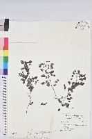 紅仔珠藏品圖，第1張