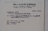 珊瑚樹藏品圖，第2張