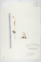 齒葉南芥、齒葉筷子芥藏品圖，第1張