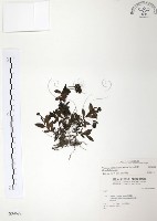 玉山水苦賈藏品圖，第1張