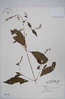 登錄號:S034695藏品圖，第1張