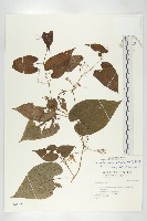 斑花青牛膽藏品圖，第1張