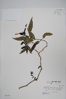長花九頭獅子草、山藍藏品圖，第1張