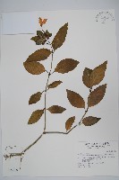 長花九頭獅子草、山藍藏品圖，第1張