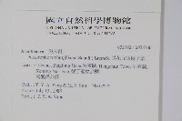 長花九頭獅子草、山藍藏品圖，第2張