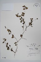 蘆利草藏品圖，第1張