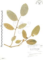 山豬枷藏品圖，第1張