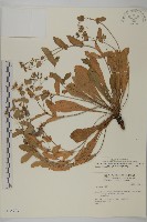 臺灣假黃鵪菜藏品圖，第1張