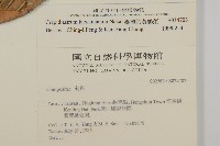 臺灣假黃鵪菜藏品圖，第2張
