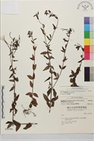 短葉柳葉菜藏品圖，第1張