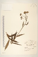 黃菀藏品圖，第1張