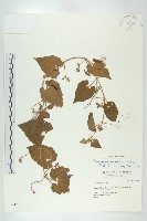 青牛膽藏品圖，第1張