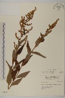 珍珠蒿、奇蒿藏品圖，第1張