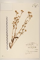 白頂飛蓬藏品圖，第1張