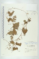 青牛膽藏品圖，第1張