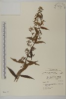 臺灣馬蘭藏品圖，第1張