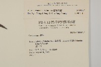 臺灣馬蘭藏品圖，第2張