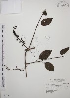 阿里山五味子藏品圖，第1張