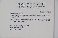 白狗山冬青藏品圖，第2張