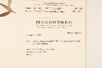 秋鼠麴草藏品圖，第2張