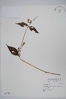 登錄號:S034728藏品圖，第1張