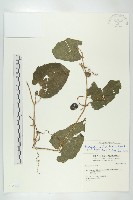 青牛膽藏品圖，第1張