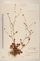 矮菊藏品圖，第1張