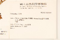 矮菊藏品圖，第2張