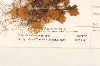 矮菊藏品圖，第3張