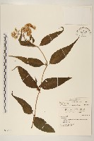 塔山澤蘭藏品圖，第1張